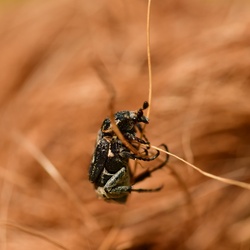 Berlin/Botanischer Garten/DSC_1121.JPG